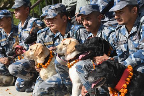 Kukur Tihar Photos Nepal Festival Celebrates ‘day Of Dogs