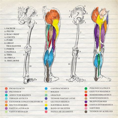 Les comparto unos apuntes de anatomía referentes a los músculos pares que conforman el miembro