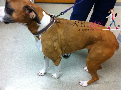 How To Treat The Allergic Reaction In Dogs Vetgirl Veterinary Ce Blog