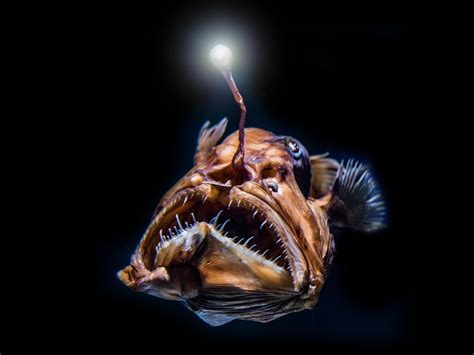Fossil Huntress Lophiiformes Anglerfish