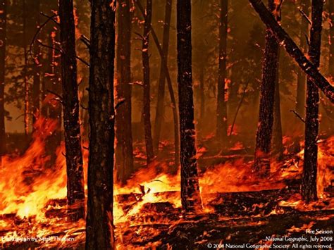 Forest Fire Flames Tree Disaster Apocalyptic 34 Wallpapers Hd
