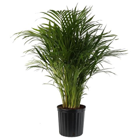 The voluptuous kentia palm is best in spacious rooms, or for creating that tropical canopy feel. Areca Palm - Green Curation
