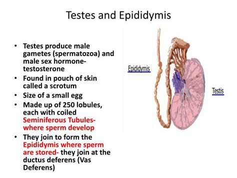 Ppt Reproductive System Powerpoint Presentation Id2251546