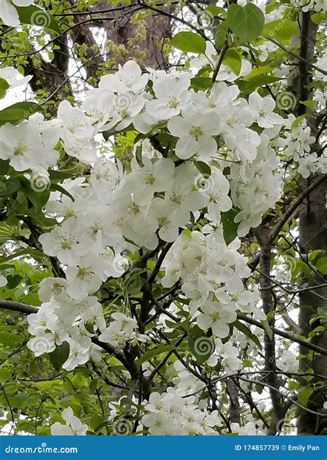 Clusters Of White Flowers Stock Image Image Of Tree 174857739