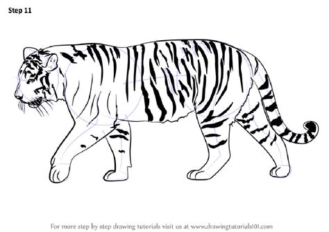 25 Easy Tiger Drawing Ideas How To Draw A Tiger Blitsy