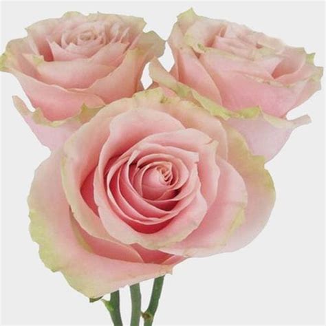 Rose Pink Mondial 60cm Wholesale Blooms By The Box