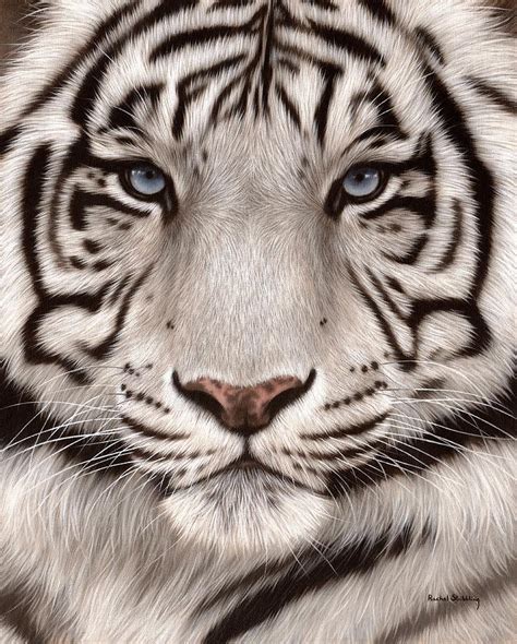 White Tiger Painting Painting By Rachel Stribbling Fine Art America