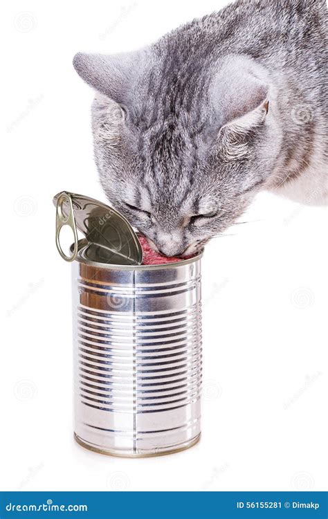 Tin Cat Stock Image Image Of Container Empty Gray 56155281