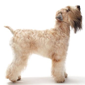 Comments for aggressive soft coated wheaten terrier. Soft Coated Wheaten Terrier Dog - Knowledge Base LookSeek.com