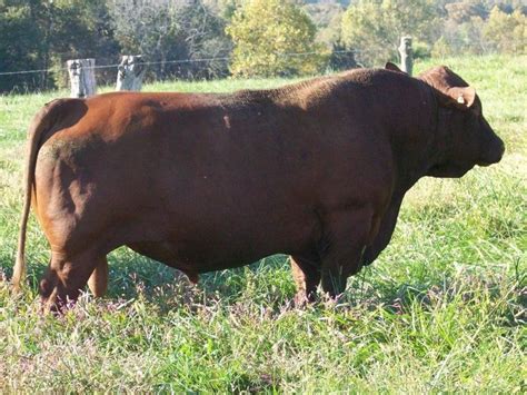 Pin On Usa 7 Cattle Breeds