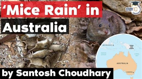 Australia Mice Plague 2021 How Plague Of This Large Scale Affect
