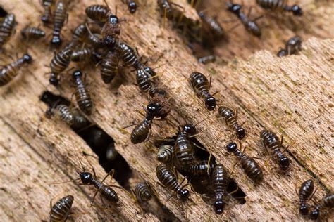 Why Your Crawl Space Could Attract Termites Lookout Pest Control