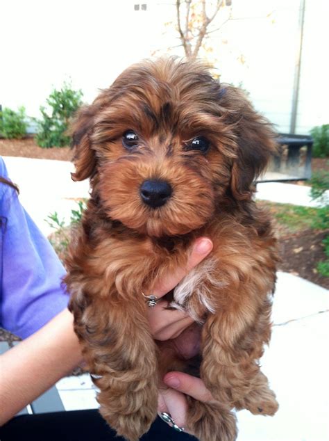 yorkie poodle mix  cutest  adorable designer dog yorkiepoo teacup dog daily