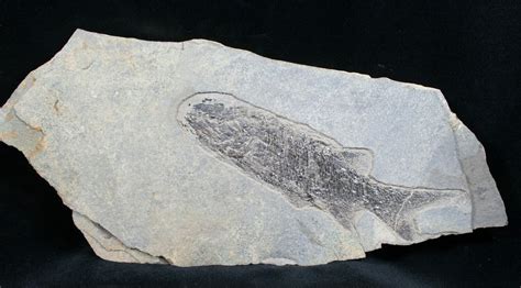 5 Permian Aged Fish Fossil Paramblypterus For Sale 6532