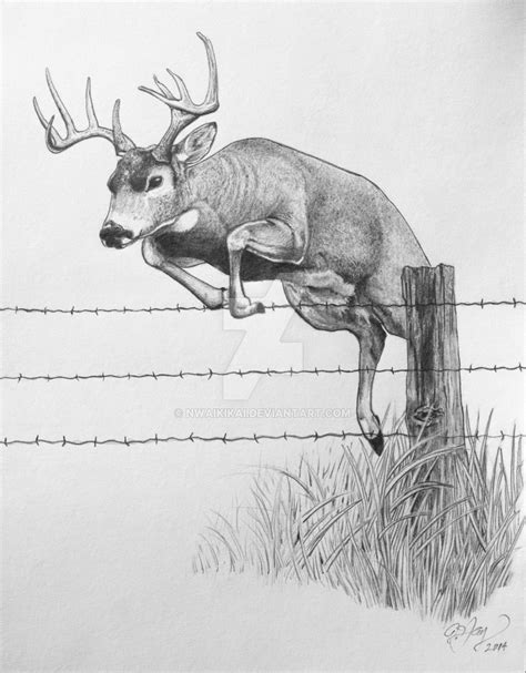 Buck Line Drawing At Explore Collection Of Buck