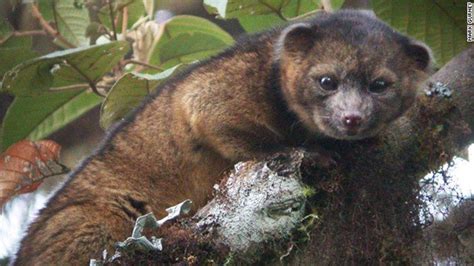 New Cute Furry Mammal Species Discovered