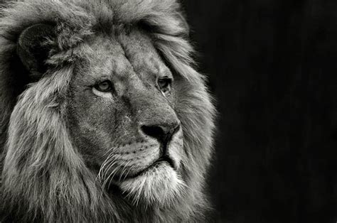 A Black And White Photo Of A Lion Looking At The Camera With An Intense