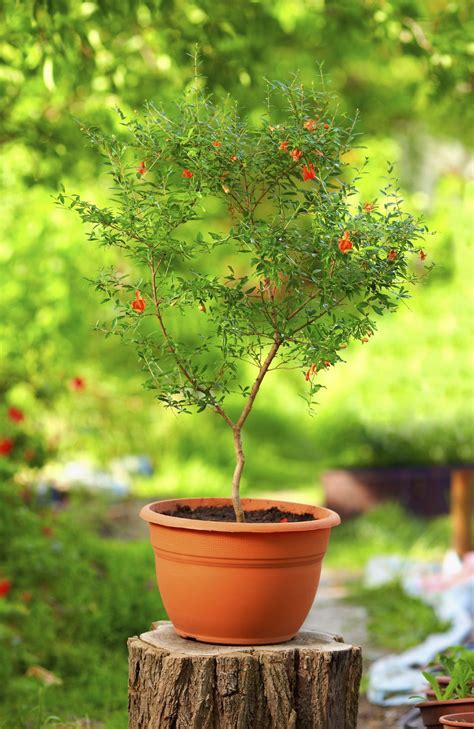 How To Prune A Pomegranate Tree In A Pot Jerold Maupin