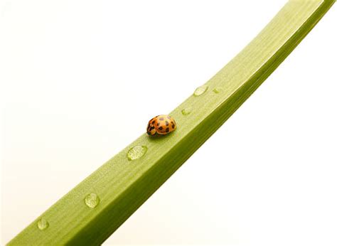 Integrated Pest Management Stock Photos Pictures And Royalty Free Images