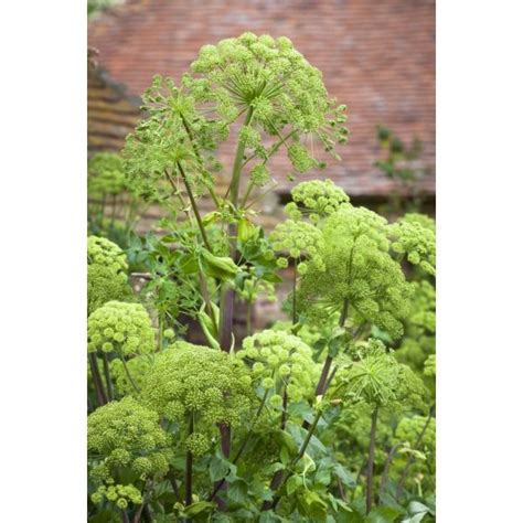 I Have Just Purchased Angelica Archangelica From Sarah Raven