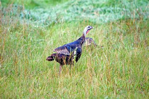Wild Turkey In A Field Stock Photo Image Of Wings Plumage 48047930