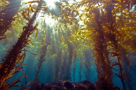 Discover More About Sea Kelp