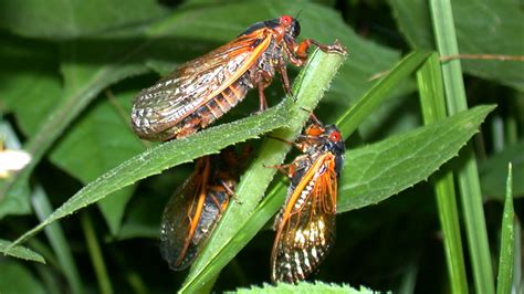 Get Ready Here S How You Can Help Scientists Track The 17 Year Cicadas In Indiana