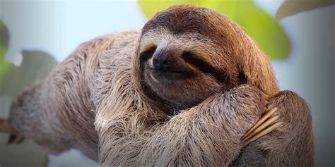 Sloths Are Cool