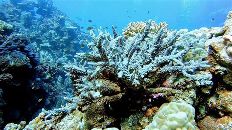 Blue Corals Photo