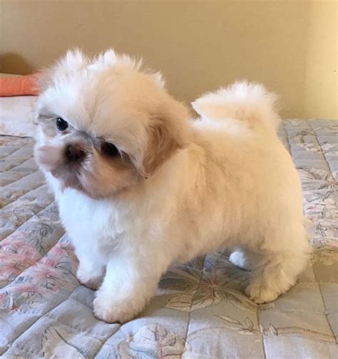 Lovely Shih Tzu Puppies For Sale For Sale Adoption From Otago Adpost