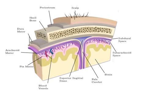 1 Anatomy Of The Human Head Showing The Scalp Skull Meninges And The