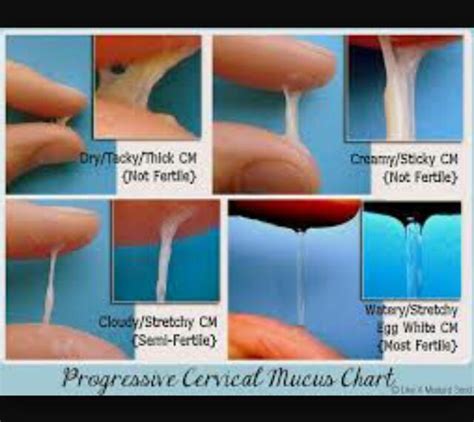 How Long Does Egg White Cervical Mucus Last During Ovulation