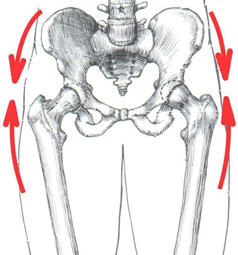 Lower Back And Hip Anatomy