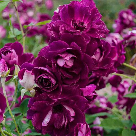 Burgundy Iceberg Rose Buy Roses Spring Hill Nurseries