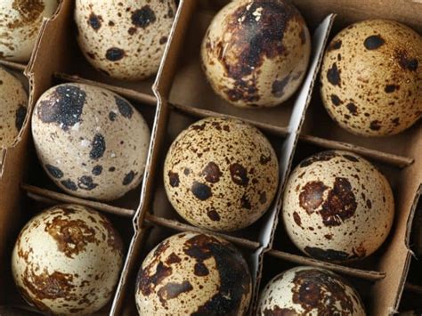 9 Great Reasons To Raise Quail On Your Permaculture Homestead