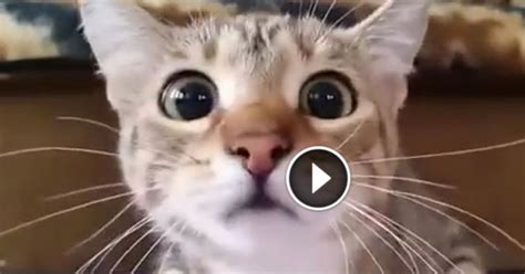Cat Watches A Horror Movie Now Wait Until You Hear The Screams
