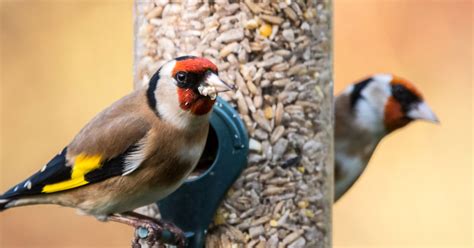 How To Get Started With Garden Bird Feeding Happy Beaks Blog