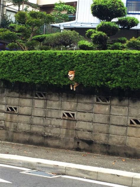 By using this site, you are agreeing by the site's terms of use and privacy policy and dmca policy. This Happy Shiba Inu Enjoys The View After Getting Stuck ...