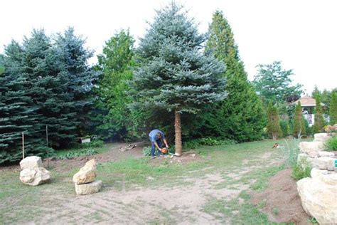 Trimming Pine Trees Lower Branches Very Dapper Profile Slideshow