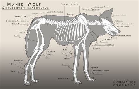 Animal Anatomy Maned Wolf Dog Anatomy Wolf Skull