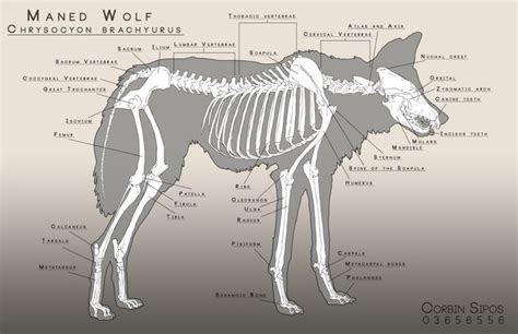 17 best Reference: Wolf images on Pinterest | Gray wolf, Wild animals