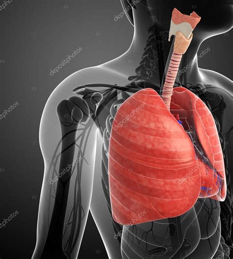 Male Lungs Anatomy — Stock Photo © Pixdesign123 52412363