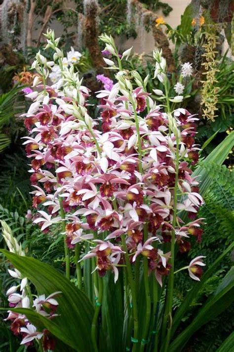 Top 10 Orchids For The Home