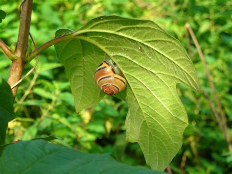 Snail On A Leaf Free Photos 1058449