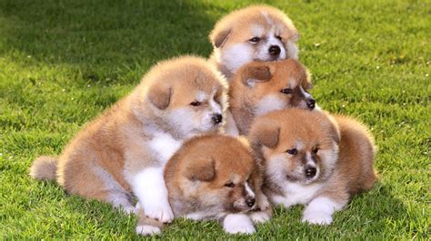 59 Droll Akita Inu Puppies For Sale In Usa Image Hd Bleumoonproductions