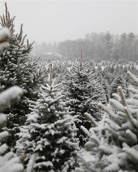 I love your account and all your photos! Christmas aesthetic - 30 pictures (5) | Christmas aesthetic, Winter wonderland, Winter christmas