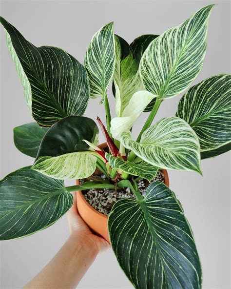 Philodendron Birkin Tissue Culture My Plant Warehouse Indoor Plants