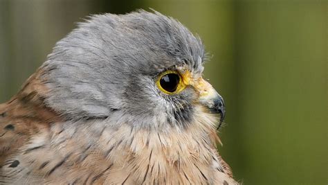 Canicule Afflux Danimaux à Lhôpital De La Faune Sauvage De Laroque