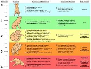 A Guide To Management In Dogs Dog Behavior Chart First Aid For
