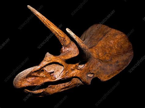 Triceratops Skull Fossil Stock Image C0362136 Science Photo Library